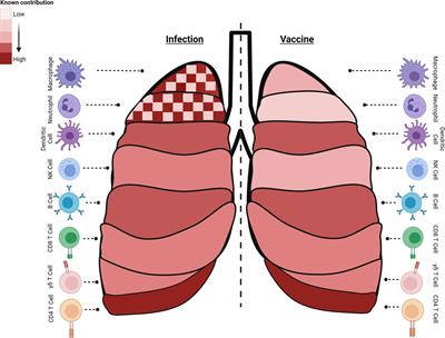 It Takes a Village: The Multifaceted Immune Response to Mycobacterium tuberculosis Infection and Vaccine-Induced Immunity